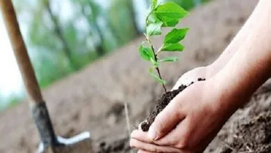 کاشت ۱۶۸ نهال به یاد دانشآموزان شهید میناب در دانشگاه تهران