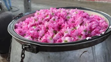 گلاب اصل رو با این ۳ نشانه ساده تشخیص بده | گلاب دو آتیشه چیست؟