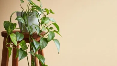 نگهداری گیاه پتوس در منزل ؛ برای رشد گل پتوس چی خوبه؟