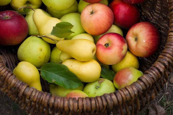 یبوست دارید؟؛ این ۳ میوه پاییزی را به رژیم غذایی‌تان اضافه کنید