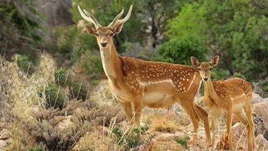 گوزن زرد ایرانی در مسیر احیا؛ ۸ استان کشور در شیراز گردهم آمدند