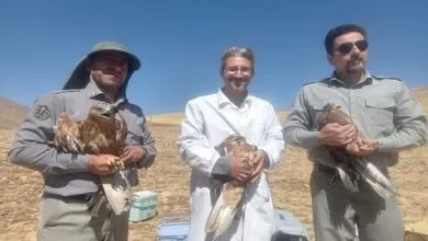 ۱۳ بهله پرنده شکاری تیمارشده در بروجرد به دامان طبیعت بازگشتند ۱۳ بهله پرنده شکاری تیمارشده در بروجرد به دامان طبیعت بازگشتند