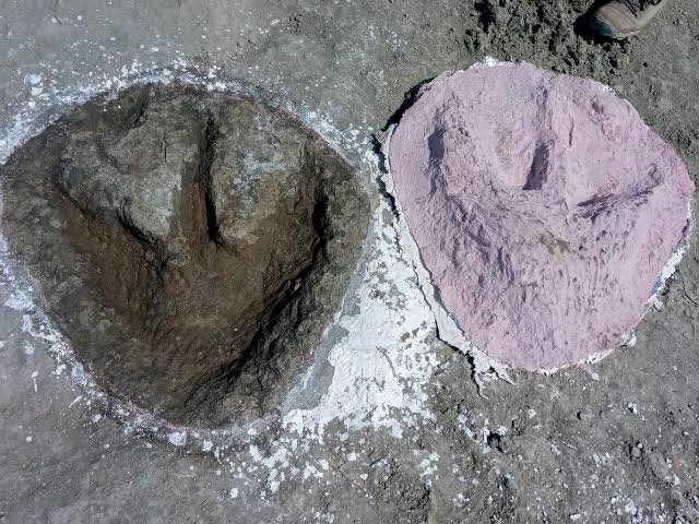 کشف ردپای ۷۰ سانتی‌متری دایناسور پس از ۱۶۰ میلیون سال از دل زمین!