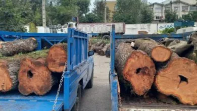 دستگیری ۶ عضو باند قاچاق چوب در جنگلهای غرب مازندران دستگیری ۶ عضو باند قاچاق چوب در جنگلهای غرب مازندران