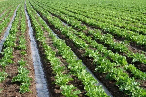 چالش های کشت پاییزه در ایلام؛ جهش تولیدی که نیازمند زیرساخت است چالش های کشت پاییزه در ایلام؛ جهش تولیدی که نیازمند زیرساخت است